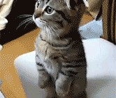 开云体育APP下载-绿茵场上的不对称战争，当波兰铁骑遭遇日本马丁内利时刻