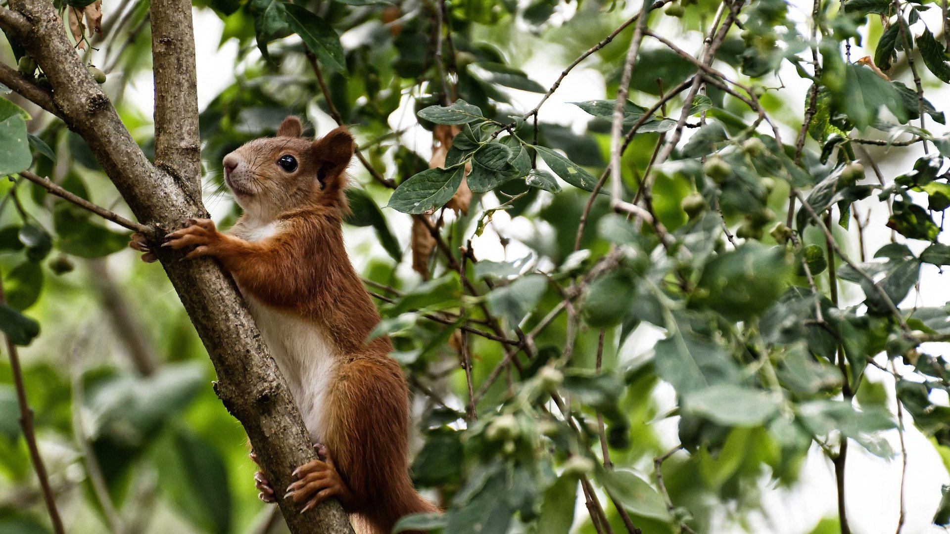 当紫禁城遇见雷霆，恩比德统治级表现诠释何为唯一
